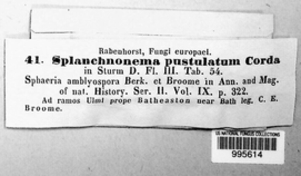 Splanchnonema pustulatum image